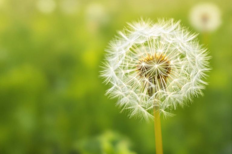 Fleur de pissenlit : soufflez et admirez.jpg