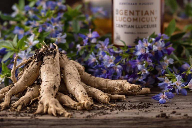 Gentiane : secrets de la racine à la liqueur de montagne.jpg